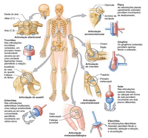 Sistema Articular Anatomia Papel E Caneta Articulaciones Del Cuerpo