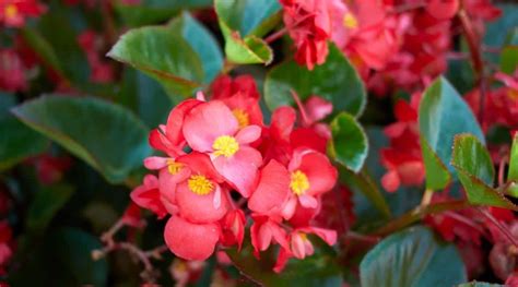 Begonia Varieties 49 Different Types Of Begonia Youll Love