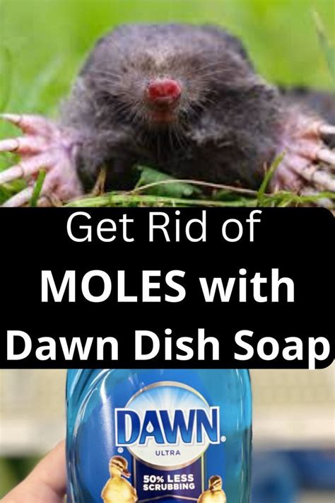 Getting Rid Of Moles In Yard And Garden With Dawn Dish Soap And Castor