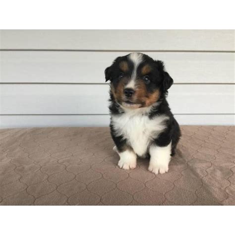 Their easy going personalities make for great companions for both their owners and other pets. AKC Registerable Mini Aussie Puppies in Carnesville ...