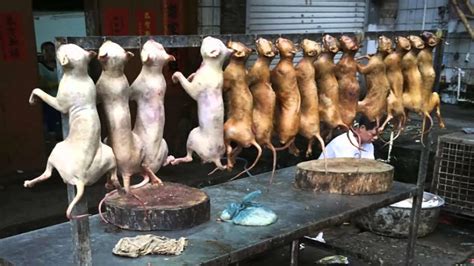 Comen Perros Cocidos En China Youtube
