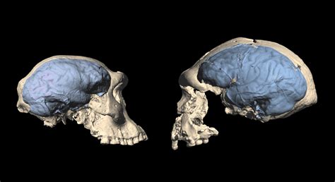 Early Humans Evolved Modern Human Like Brain Organization After First