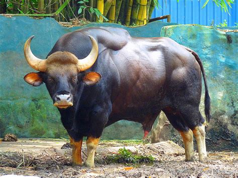 Big Buff Bull By Sheu Quen Photo 7434415 500px