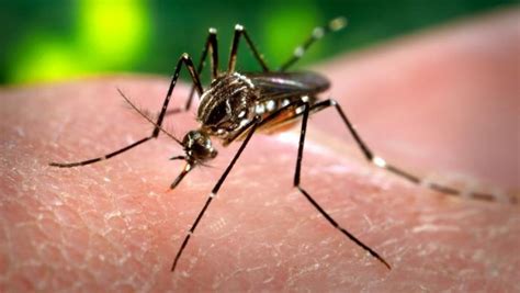 Dangerous Tiger Mosquitoes Have Colonised Half Of France