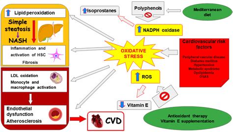 Livers Free Full Text Oxidative Stress In Non Alcoholic Fatty Liver