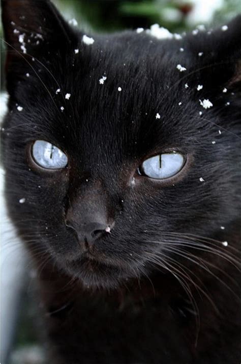 Blue Eyed Black Cat Cats And Kittens Pinterest