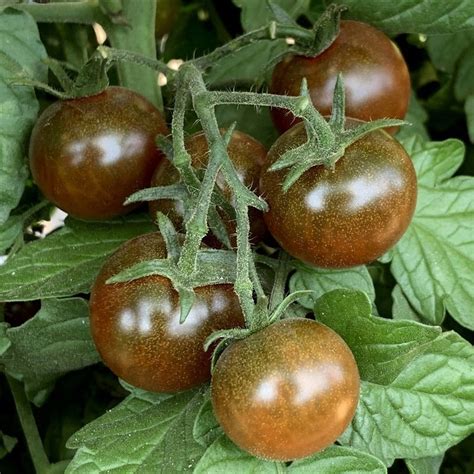 Brown Berry Tomato Seeds Heirloom Organic Tims Tomatoes