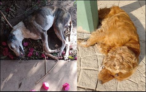Continúa la matanza de perros y no hay respuesta de nada Casares Online