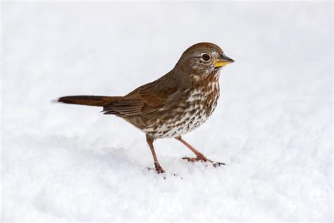 Fox Sparrow — Eastside Audubon Society