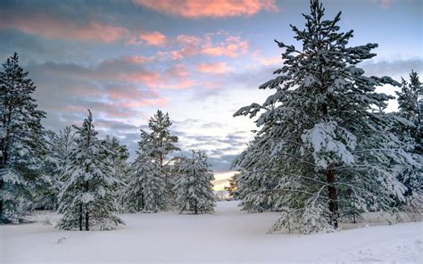 Winter Forest Sunset Hd Wallpaper Background Image 1920x1200