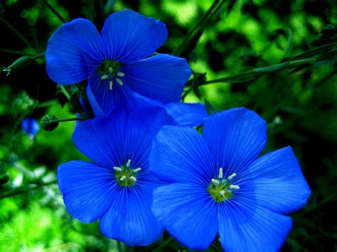 Pin By Robin Freed On All Things Blue Blue Flowers Images Types Of