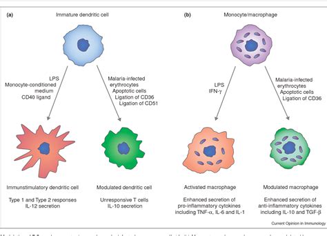 Figure 4 From Malaria Monocytes Macrophages And Myeloid Dendritic