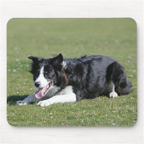 Border Collie Laying Down Mouse Pad Zazzle