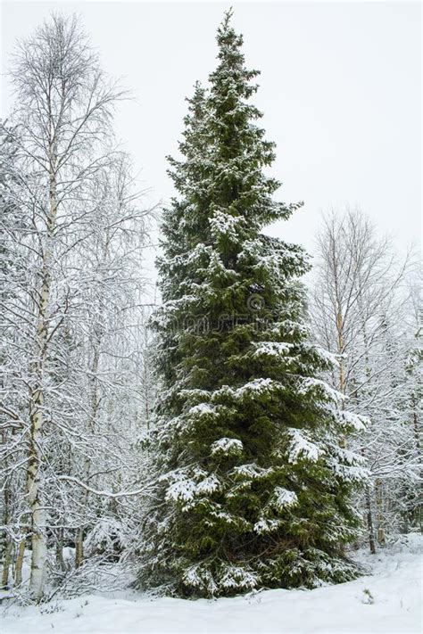 A Tall Green Pine Trees Covered With Snow In Winter Christmas T Stock
