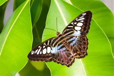 Farfalla A Strisce Della Tigre Blu Immagine Stock Immagine Di