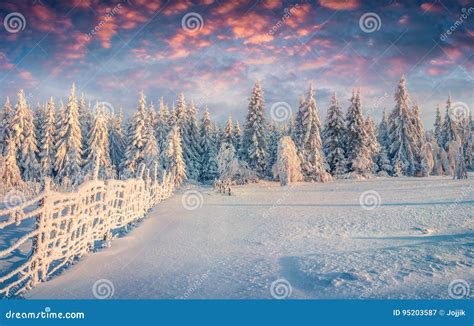 Splendid Christmas Scene In The Mountain Forest At Sunny Morning Stock