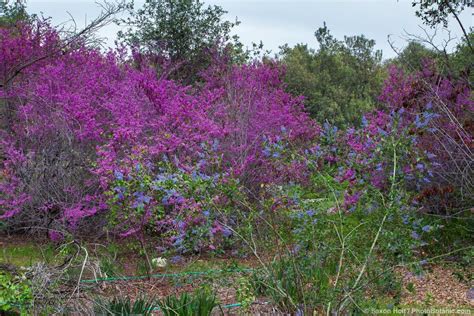 The Wild Lilac Photo Photobotanic