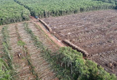 Betahita Ada Izin Konsesi Kawasan Hutan Yang Dicabut Di Tanah Papua