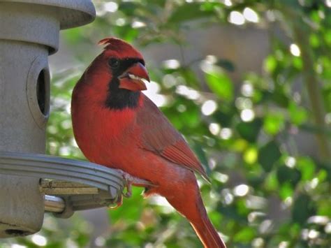 5 Best Cardinal Bird Feeders For Your Money In 2022