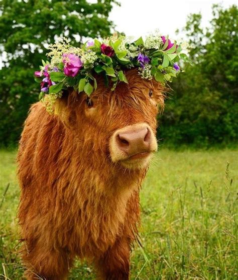 Cute Cow Wearing A Flower Crown Fluffy Cows Cute Baby Cow Cow