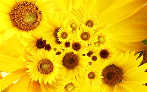 Cool Sunflowers Wallpapers Hd Wallpapers Id 9099