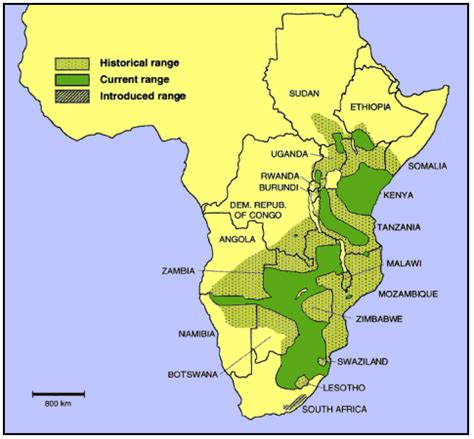 Map of where zebras live. IUCN Equids Specailist Group