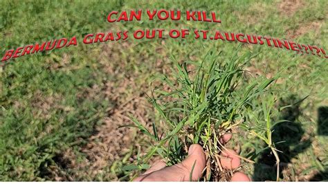 Can You Kill Bermuda Grass Out Of Staugustine Grass Youtube