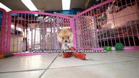 Adorable Teacup Pomeranian Puppies For Sale Georgia Local