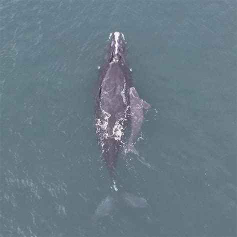 2 More Right Whale Calves Spotted Off Florida Coast
