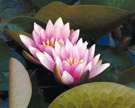 Bunga yang memiliki warna cenderung bersemu merah ini merupakan salah. Mewarnai Kolam Bunga Teratai : Gambar Lotus Lotus Angka ...