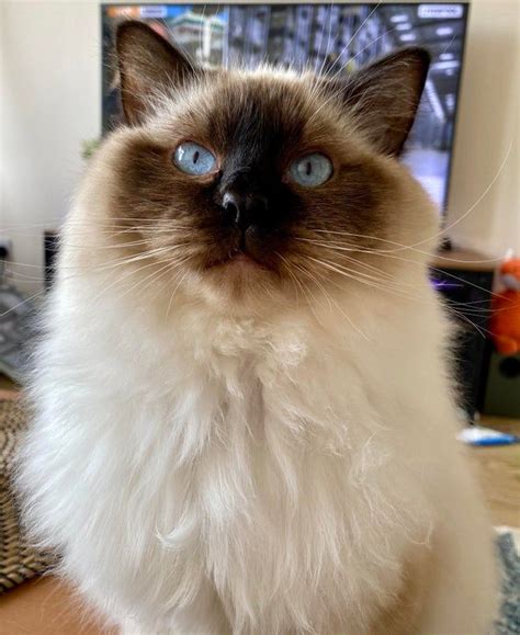 Our Beautiful Baby Boy Arbiter The Rag Doll Cats In 2020