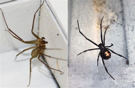 What Is The Deadliest Spider In The Midwest More Than One