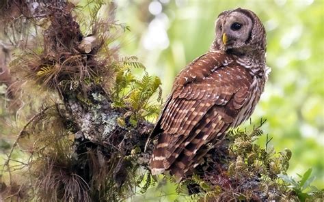 Wallpaper Owl Grass Tree Bird Predator 2560x1600 645063 Hd