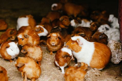 Guinea Pig Festival 2023 In Peru Dates