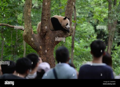 A Giant Panda Rests On A Tree Branch At The Chengdu Research Base Of