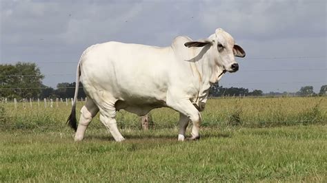 Brc Salt 1179 2021 Reserve International Champion Grey Brahman