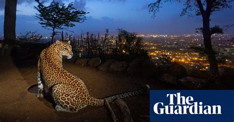 Mumbais Leopards Have Killed Humans But Could They Also Be Saving
