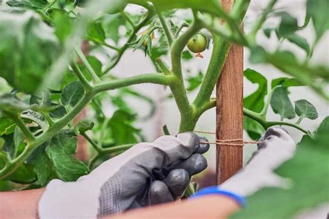 How To Tie Up Tomato Plants The 4 Best Methods To Support Your Garden