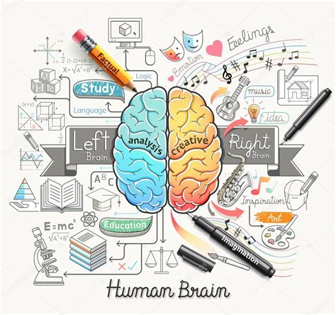 Functional Areas Of The Human Brain Diagram Vector Illustrations Stock