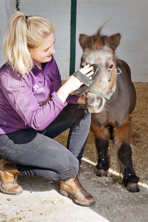 Job Vacancy - Veterinary Groom - Riding Equine Vets
