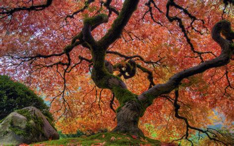 Japanese Garden In Autumn Japanese Maple Tree At Portland Desktop