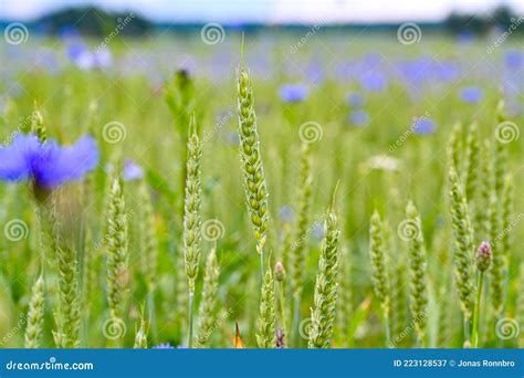 Wheat And Cornflowers In A Farmers Field Stock Image Image Of Crops