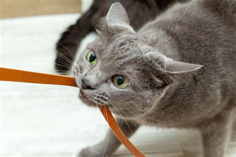 Cute Grey Cat Biting Playing Leather Cord Wire Very Expressive Angry