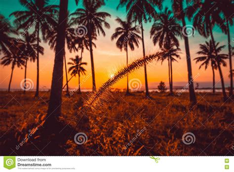 Silhouette Grass Flower And Coconut Palm Tree On Beach At