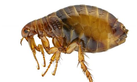 Fleas With Bubonic Plague Found In Parts Of Usa Post