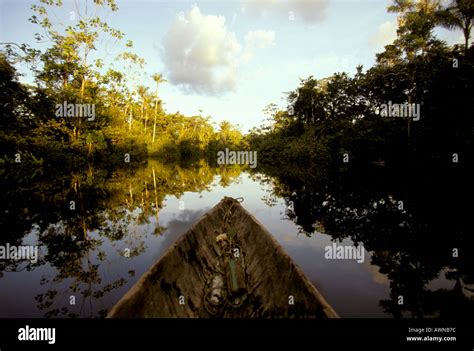 Amazon Rainforest Ecuador Stock Photo Alamy