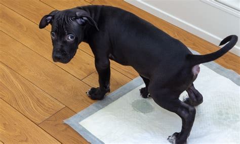 How To Remove Black Pet Urine Stains From Hardwood Floors