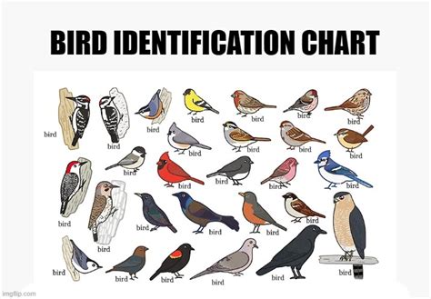 Bird Identification Chart Imgflip