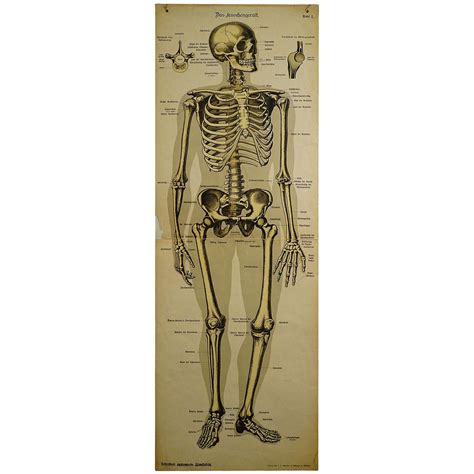 Human Skeleton Anatomy Anatomical Chart Poster Print