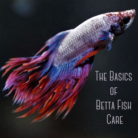 The Bare Basics Of Betta Fish Keeping Pethelpful
